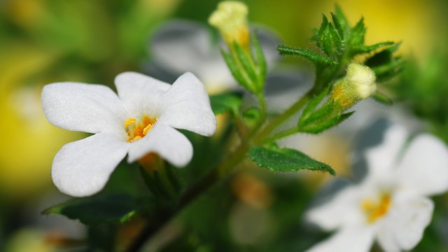 bacopa-960x540_jpg